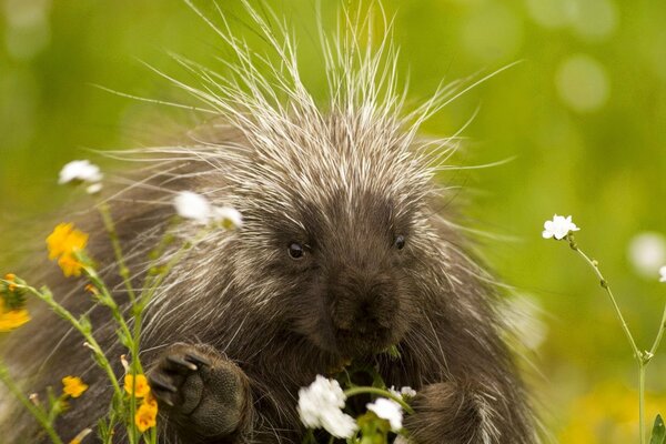 Stachelschwein mit Blumen in der Natur