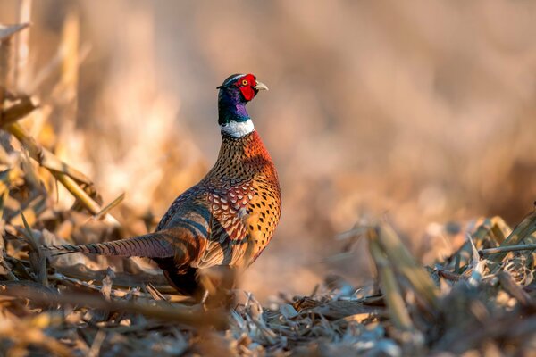 A beautiful pheasant bird with bright plumage