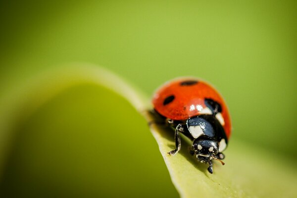 Coccinelle sur l herbe