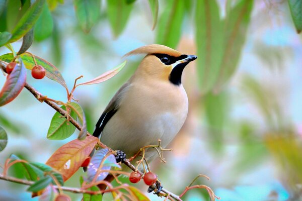 La puissance naturelle et la vitesse des oiseaux et des choses