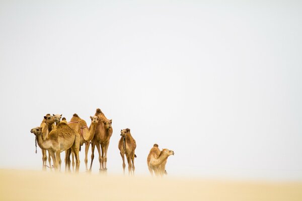 Cammello nel deserto durante una tempesta di sabbia