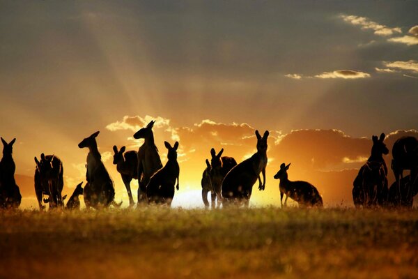 Silhouettes of a pack of kangaroos at sunset