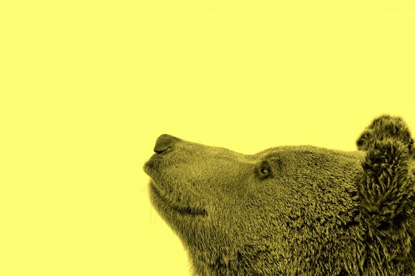 Cara de oso sobre fondo amarillo