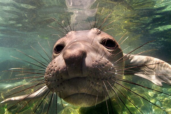 Marine Elefant Foto unter Wasser