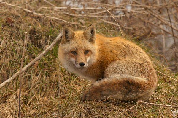 Red fox on dry grass and branches