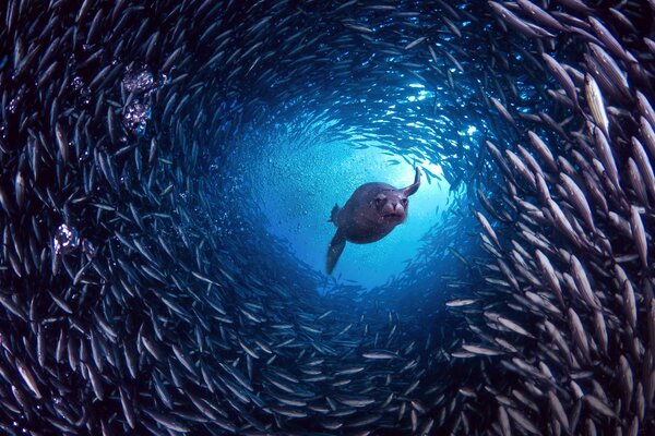 Морской лев в тунеле из рыб