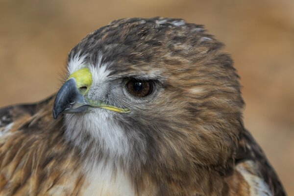 Vue prédatrice de l oiseau faucon