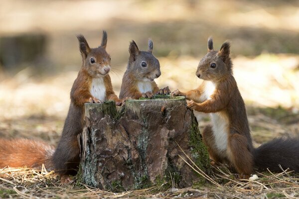 Three squirrels around a stump in the autumn forest