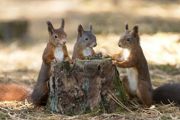 Trois écureuils autour du chanvre dans la forêt d automne