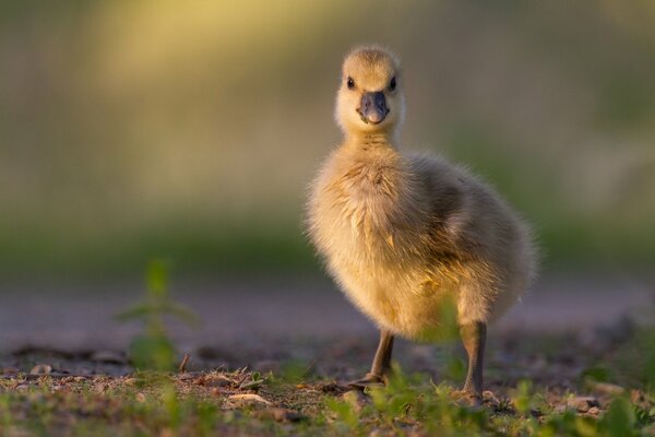 A little chick. Baby Goose