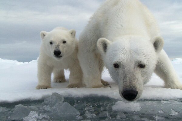 Pobre oso con un oso en la nieve