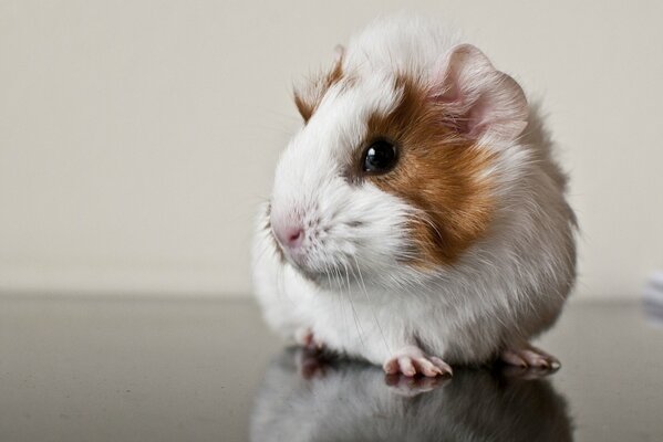 A small guinea pig on a light background