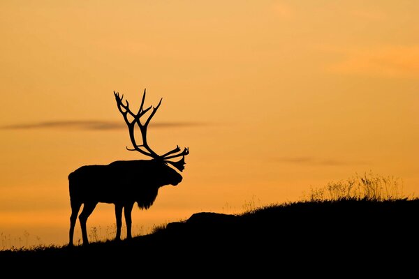 Silhouette of a deer with large horns