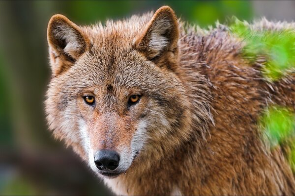 Der Wolf ist in der Natur. Porträt in der Nähe