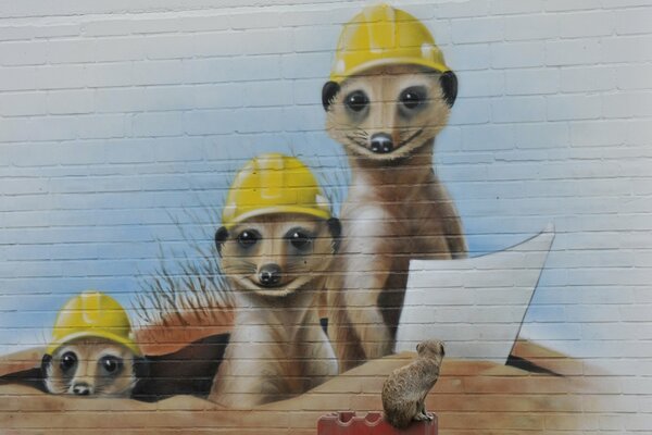 Meerkat guarda graffiti con Meerkat