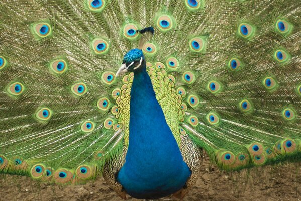 Bright feathers of a peacock bird