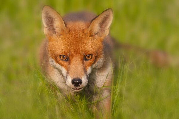 Sly red fox in the grass