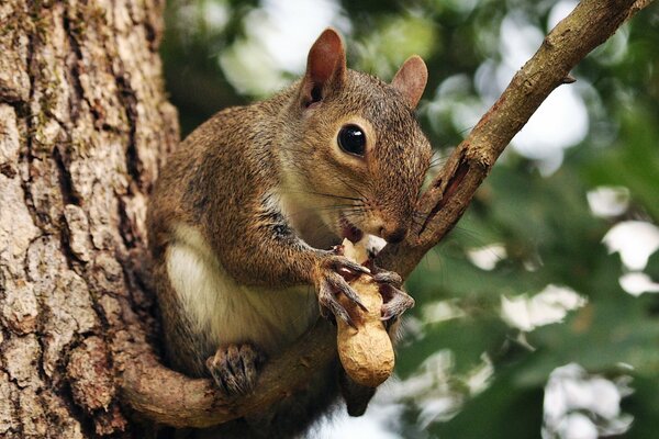 Scoiattolo carino rosicchia un dado su un albero