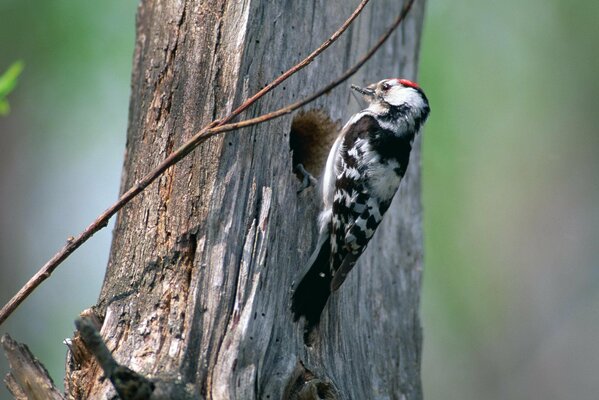 A woodpecker on a tree near a hollow