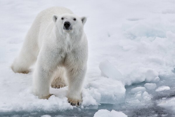 Ours polaire blanc. Sur la glace dans la neige