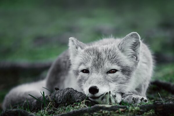 Renard polaire blanc cendré avec un regard rusé