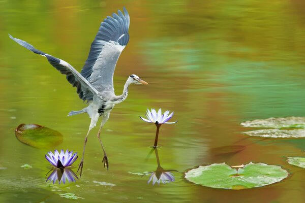 Heron descends on the lake with water lilies