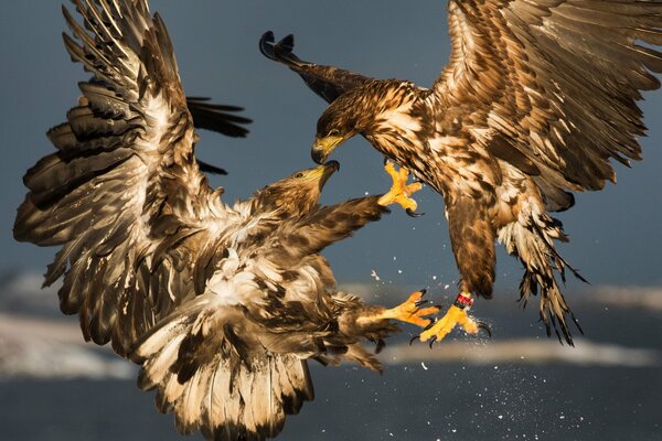 Combat de deux oiseaux dans le ciel