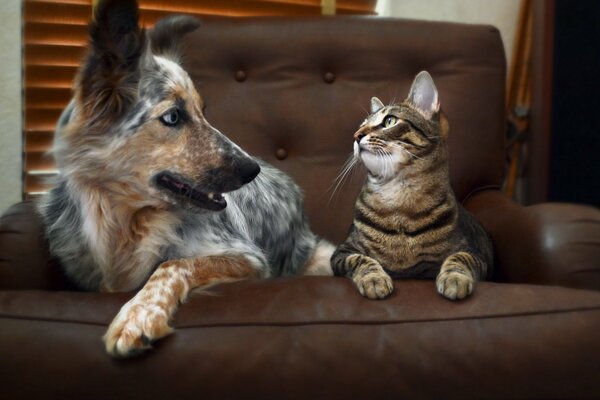 Perro y gato mejores amigos