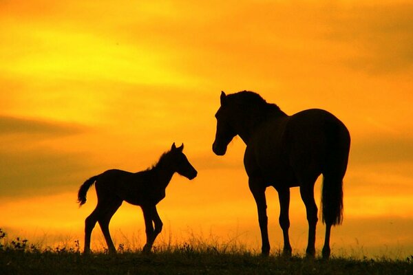 Madre caballo y su potro pasean por la noche