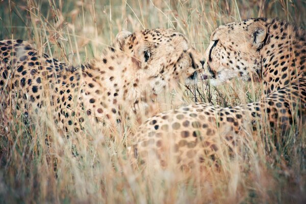 Zwei Leoparden in freier Wildbahn