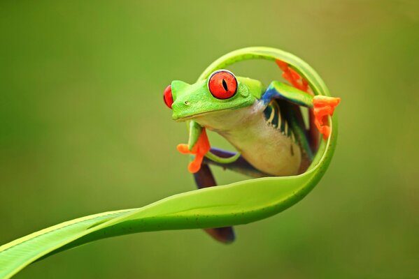 Grenouille avec des yeux rouges sur la tige