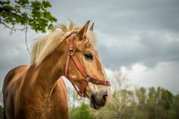 A red horse mows with a purple gaze