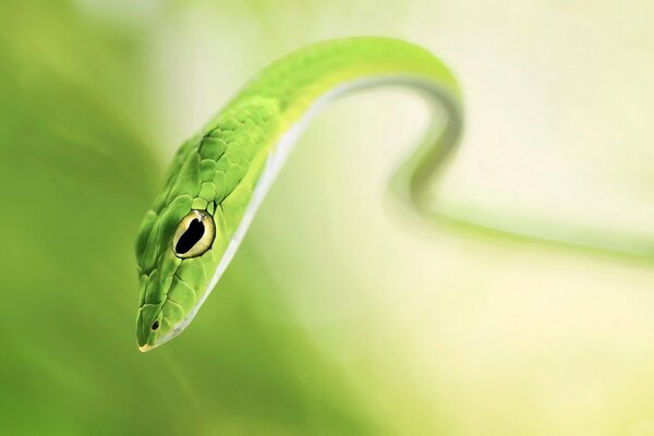 Vista macro de la serpiente verde