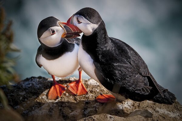 A pair of Rio birds are making out