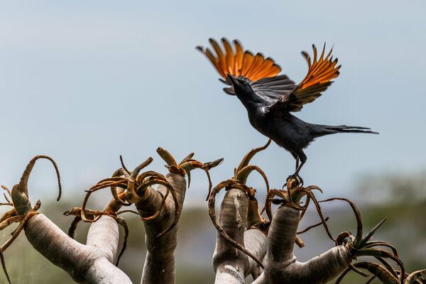 Un pájaro agita sus alas en una planta