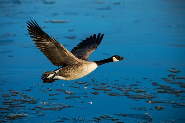 A flying duck. Feeling of freedom