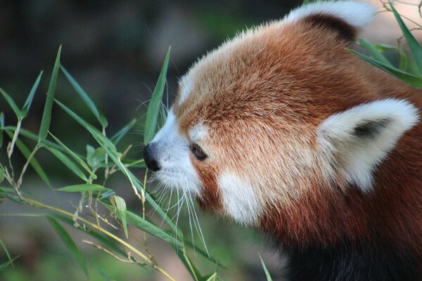 Cutie Panda mange une feuille