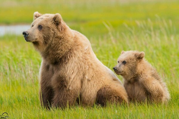 A bear with a bear cub sitting on the grass