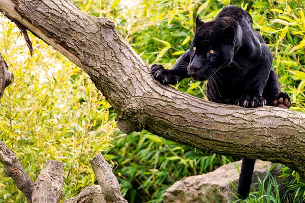 Cougar on a tree branch in the forest