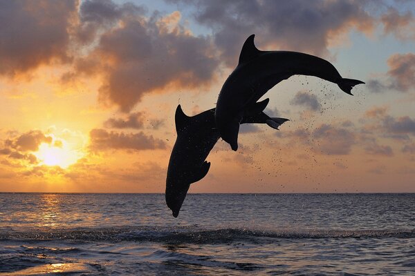 Silhouette d un couple de dauphins en sautant avec le paysage du ciel et de la mer