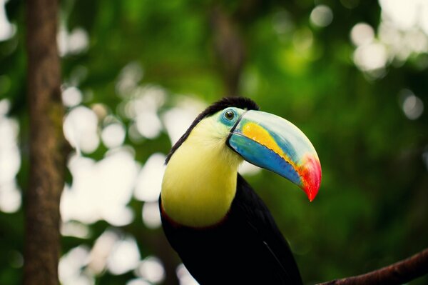 A toucan with a bright beak sits on a branch