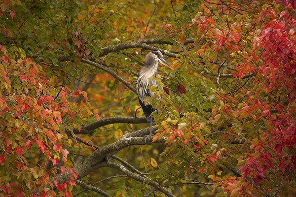 Una Garza se sienta en una rama con follaje multicolor