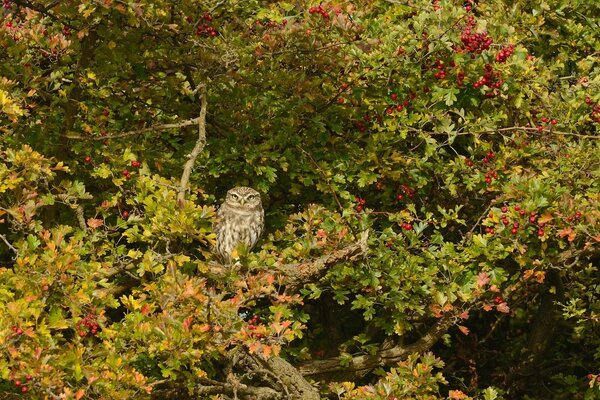 Hibou parmi l aubépine