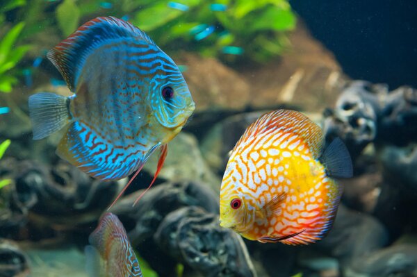 Bella foto di un pesce sott acqua