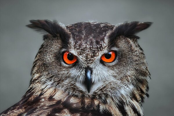 Que veut dire le regard d un hibou