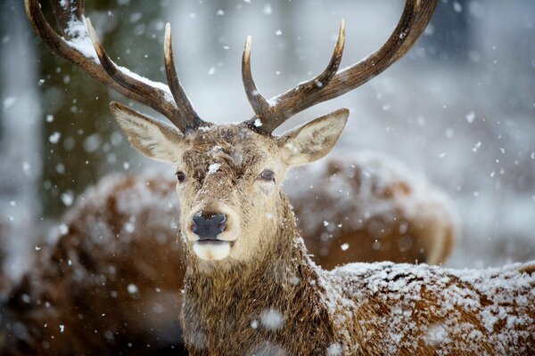 Deer with big horns on the background of falling snow