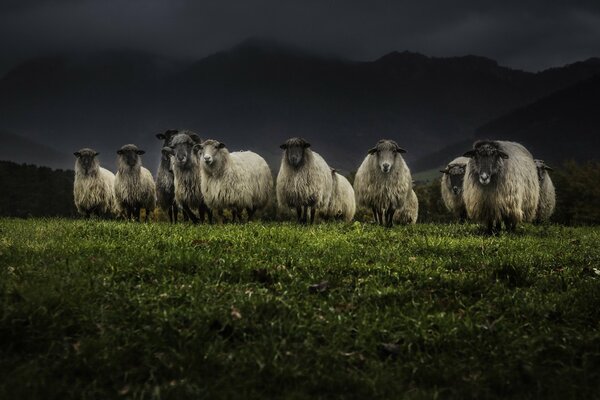 Nature nocturne. Mouton otara