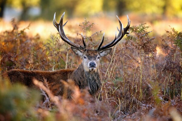 A deer with huge horns in the autumn grass