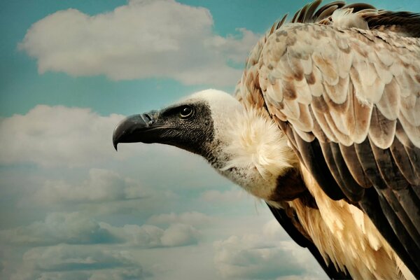 Stolzer Falke, der in den Wolken schwebt