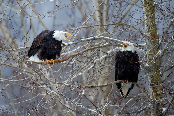 Two bald eagles sitting on branches